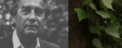 El viento ha entrado en la arboleda. Octavio Paz, poeta 