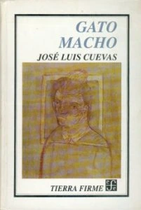 Gato macho